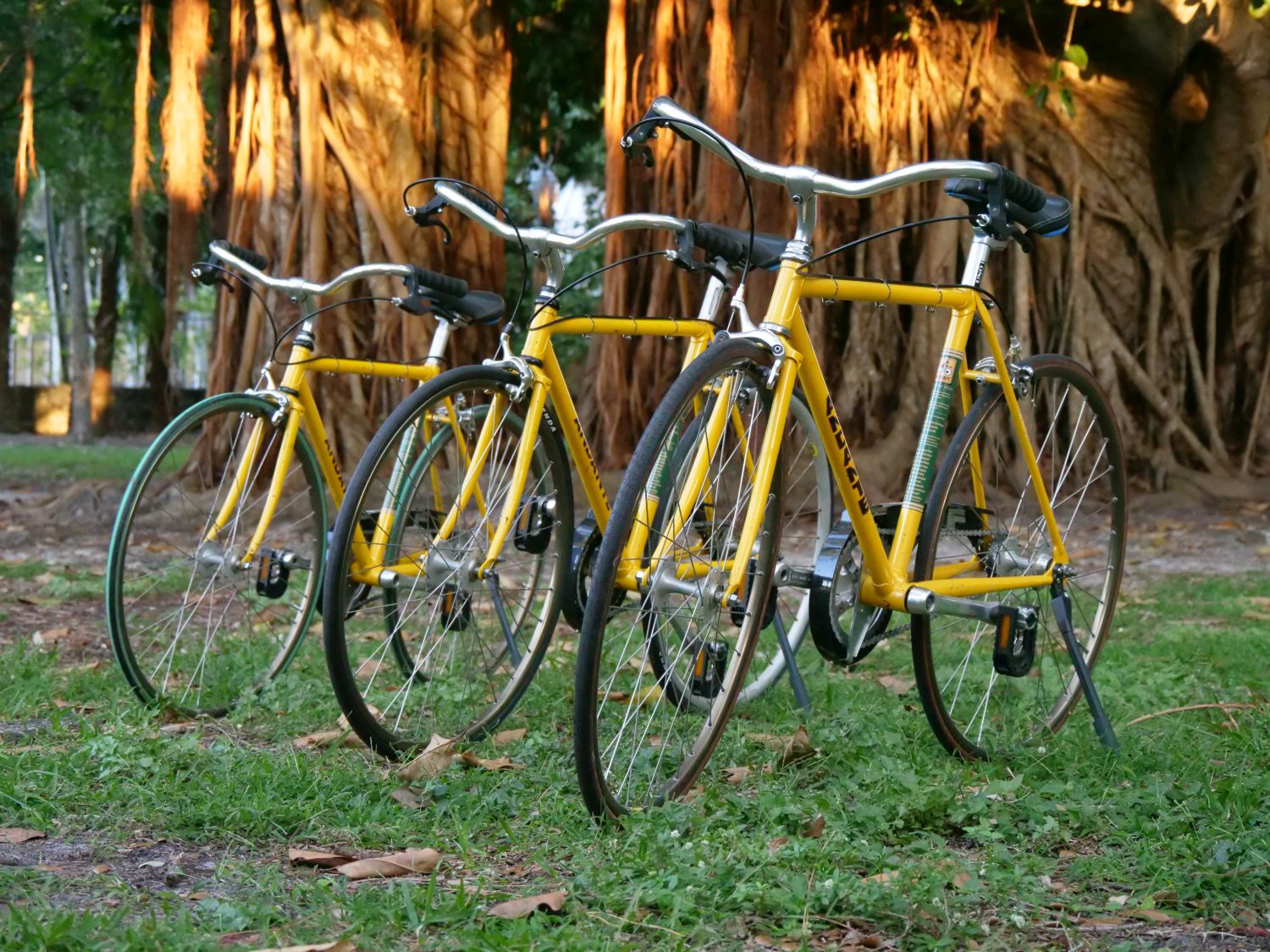 The Velo Yellows Archives KiDZ Neuroscience Center University